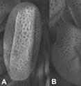 These are electron microscope images of <I>Arabidopsis</I> pollen. 
A: Typical pollen grain from an <I>Arabidopsis</I> model plant with normal cellulose production.
B: Deformed pollen grain from a cellulose-deficient mutant, e.g. lacking CSI1.