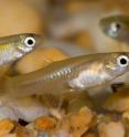 Guppies are small freshwater fish that have been the subject of long-term studies.