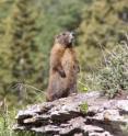 This is a yearling yellow-bellied marmot