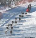 This is a team of sled dogs.