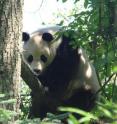 This is a panda.