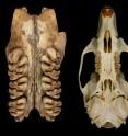 Upper toothrows of Timor's extinct giant rat (left), the biggest rat that ever lived, compared with the skull of a black rat (right). The black rat (<i>Rattus rattus</i>) is one of the world's most common rat species. It is also known as the house, roof or ship rat and is found throughout Africa, Asia, Australia, Europe and the Americas. A typical adult weighs about 150 grams. The skull of the black rat shown here is 35 mm long.