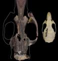 The skull of a black rat (right) compared with a fairly complete skull of one of Timor's other extinct giant rats (left). The giant rat shown here isn't the biggest of the extinct rats, which was around 25 per cent bigger again. The black rat (<i>Rattus rattus</i>) is one of the world's most common rat species. It is also known as the house, roof or ship rat and is found throughout Africa, Asia, Australia, Europe and the Americas. A typical adult weighs about 150 grams. The skull of the black rat shown here is 35 mm long.