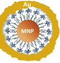 The 30-nanometer particle consists of a magnetic core and a thin gold shell, analogous to an eggshell, that surrounds but does not touch the center.