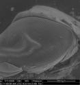 This is a closeup of a blowfly eye.