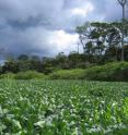 This is a soybean field in Mato Grosso, Brazil with cerrado, a tropical savanna ecosystem, in the background. The state government hopes to reduce greenhouse gas emissions by regulating deforestation, which has been heavily employed to make room for crops like these.