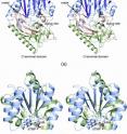 These computerized images show the innermost structure of a key bacterial enzyme that helps activate certain antibiotics and anti-cancer agents.