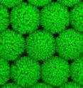 These are "sea urchins" made of tiny polystyrene balls, with zinc oxide nanowire "spines" are created using a simple electrochemical process.