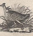 This is a detail of Audubon’s running grouse (Heath Hen) vignette from a Fairman Draper Underwood & Co. sample sheet. The image was discovered by an Audubon authority from the Academy of Natural Sciences in Philadelphia and by a numismatic historian from St. Louis.