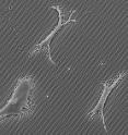 This is an image taken with a scanning electron microscope of human mesenchymal stem cells growing on a plate of short microposts. After one day of culturing, these cells spread more than cells cultured on long microposts. These will differentiate into bone cells. Even though these cells bend their shorter microposts less than their counterparts growing on longer microposts, they exert greater force to do so.