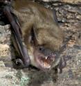 A team of scientists led by a University of Georgia researcher studied a dataset containing hundreds of rabies viruses from 23 North American bat species to estimate how often the disease can be transmitted across species and the likelihood of disease establishment in a new host species.