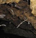 These are several species of bats flying together in a cave.