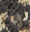 Samples from 23 North American bat species helped determine cross-species transmission.