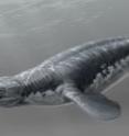 One of the ocean’s most formidable marine predators, the mosasaur <i>Platecarpus</i>, lived in the Cretaceous Period some 85 million years ago and was thought to have swum like an eel. Mosasaurs were lizard-like in appearance and known for their ferociousness.