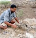 Dr. Zeresenay Alemseged, Curator of Anthropology at the California Academy of Sciences, excavates an ancient rhino skull at Dikika, Ethiopia. Alemseged's excavations at Dikika recently unearthed the oldest known evidence of stone tool use among human ancestors.