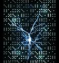 A neuron in the visual cortex of the mouse was filled with a fluorescent dye so that the dendrites could be visualised. A laser was targeted to small spots on single dendrites to activate groups of inputs in different orders. The electrical response of the neuron was recorded and was found to be be different for each of the input sequences.