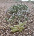 The endangered Tidestrom’s lupine (<i>Lupinus tidestromii</i>) lives life on the lowdown producing stalks of fruits, like those in the foreground that lie on the sand.  A mouse looking for a meal just snips off the stalk at its base and drags the entire cluster of fruits to its nest.