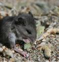 The native deer mouse (<i>Peromyscus maniculatus</i>) consumes large volumes of lupine and beach pea seeds in California coastal sand dunes. Dear mice voyage onto the open dunes only on moonless nights. This rare photo of a baby mouse eating a lupine seed in broad daylight was taken by Washington University graduate student Steve Kroiss. Unfortunately, a mouse that risks foraging during the day is probably starving.