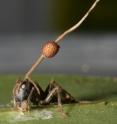A modern day ant (<I>Camponotus leonardi</I>) from Thailand is killed by the fungus <I>Ophiocordyceps unilateralis</I>. It is biting into the leaf vein and the fungal growth can clearly be seen issuing from its head.