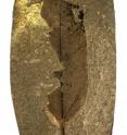 This is the 48-million-year-old fossil leaf from Messel which bears the tell-tale death grip scars.