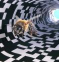 Researchers can trick a honey bee into thinking she has traveled a longer or shorter distance through a tunnel that leads to a food source by varying the pattern on the tunnel walls. A busy pattern, as seen here, is perceived as a longer distance than a sparse pattern.