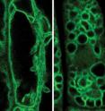 This is a fluorescence microscopy image of a normal, "wild-type" (left) and a mutant (right) cell in which the vacuole membrane is marked in green.
Comparing wild-type <I>Arabidopsis thaliana</I> to a mutant, researchers at the Technische Universitaet Muenchen were able to show for the first time that formation of functional vacuoles depends on a specific "splitting protein." This is a fluorescence microscopy image of a normal, "wild-type" (left) and a mutant (right) cell in which the vacuole membrane is marked in green.
Comparing wild-type <I>Arabidopsis thaliana</I> to a mutant, researchers at the Technische Universitaet Muenchen were able to show for the first time that formation of functional vacuoles depends on a specific "splitting protein."