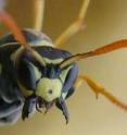 This is a portrait of one <i>Polistes dominulus</i> paper wasp displaying aggressive behavior.