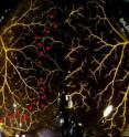 This shows cerebral arterial circulation showing the left brain hemisphere of a C57BL/6 mouse and the right hemisphere of  BALB/c mouse. Note the difference typical for these strains in number of collaterals (red stars).