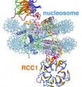 Scientists at Penn State University have created the first 3-D picture of genetic processes that happen inside every cell of our bodies. The picture is the first-ever image of a protein interacting with DNA in its tightly packed "nucleosome" form. The research, which  reveals new information about genetic processes, is expected to aid future investigations into diseases such as cancer. This 2-D image illustrates the RCC1 chromatin protein interacting with the nucleosome.
