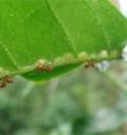 Azteca ants protect green coffee scale, an insect pest of coffee, from predators and parasites in return for honeydew, which the scale secretes.