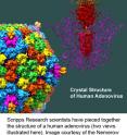 Scripps Research scientists have pieced together the structure of a human adenovirus (two views illustrated here).