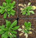 This shows the effects of five days of freezing and then thawing on wild-type, freezing-resistant <i>Arabidopsis thaliana</i>, left, and mutant, freeze-sensitive <i>Arabidopsis</i> at right.
