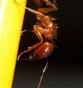 This is a Florida carpenter ant (<i>Camponotus floridanus</i>).