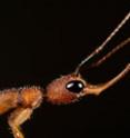 This is a Jerdon's jumping ant (<i>Harpegnathos saltator</i>).