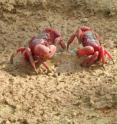 This is a Christmas Island red crab.