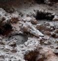 A structure at Hilazon Tachtit Cave, Israel, contained the remains from at least three aurochs (wild cattle) that were consumed by humans as part of a feast.