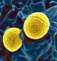The USA300 strain of <i>Staphylococcus aureus</i> bacteria, colorized in gold, shown outside a white blood cell.