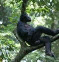 Camillo is the highest ranking male bonobo of the study group. He is often seen in his mother’s company. Camillo is the highest ranking male bonobo of the study group. He is often seen in his mother’s company.