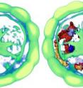 A virtual Platynereis brain (left), created by averaging microscopy images of the brains of 36 different individuals, onto which scientists mapped gene activity (right). Perspective shows the brain as viewed from inside a Platynereis larvae, at 48 hours’ old. A virtual Platynereis brain (left), created by averaging microscopy images of the brains of 36 different individuals, onto which scientists mapped gene activity (right). Perspective shows the brain as viewed from inside a Platynereis larvae, at 48 hours’ old.