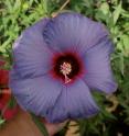 Dr. Dariusz Malinowski, Texas AgriLife Research plant physiologist in Vernon, has bred a unique blue shade of hibiscus. Dr. Dariusz Malinowski, Texas AgriLife Research plant physiologist in Vernon, has bred a unique blue shade of hibiscus.