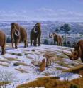 The reindeer and the mammoth already lived on the Iberian Peninsula 150,000 years ago.