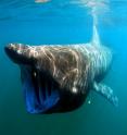 A basking sharks feeds in the Irish Sea off the Isle of Man.
