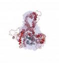 Brown University researchers used a variety of experimental, mathematical and observational techniques to ascertain how I-2, one of a class of poorly understood proteins known as intrinsically disordered proteins, binds with the regulator protein phosphatase 1.