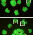 Green DNA with red kinetichore protein structures increase in separation between young mice (top) and old.