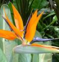 Bilirubin has been discovered in the beautiful and iconic Bird of Paradise flower.