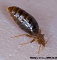 This is a bedbug.