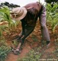 A worker hoes crops in Africa.