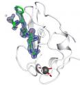 This image shows UBR-box recognition of an arginine residue at the beginning of a protein (blue) targeted for degradation. The structural integrity of the UBR box depends on zinc (grey) and a histidine residue (red) that is mutated in Johanson-Blizzard syndrome.
Reconnaissance d’un résidu d’arginine au codon d’initiation d’une protéine (en bleu) ciblée pour faire l’objet d’une dégradation. L’intégrité structurale de la boîte de dégradation de la protéine ubiquitine-ligase E3 dépend du zinc (en gris) et d’un résidu d’histidine (en rouge) qui subit une mutation dans le cas de syndrome de Johanson-Blizzard. This image shows UBR-box recognition of an arginine residue at the beginning of a protein (blue) targeted for degradation. The structural integrity of the UBR box depends on zinc (grey) and a histidine residue (red) that is mutated in Johanson-Blizzard syndrome.
Reconnaissance d’un résidu d’arginine au codon d’initiation d’une protéine (en bleu) ciblée pour faire l’objet d’une dégradation. L’intégrité structurale de la boîte de dégradation de la protéine ubiquitine-ligase E3 dépend du zinc (en gris) et d’un résidu d’histidine (en rouge) qui subit une mutation dans le cas de syndrome de Johanson-Blizzard.