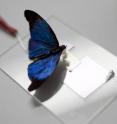 A blue butterfly (<i>Epitola posthumus</i>) from the Central African Republic sits atop a sensor during a demonstration.