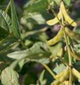 These soybeans, which produce an oil that is low in saturated and trans fats, were developed by MU researchers through a natural breeding process.